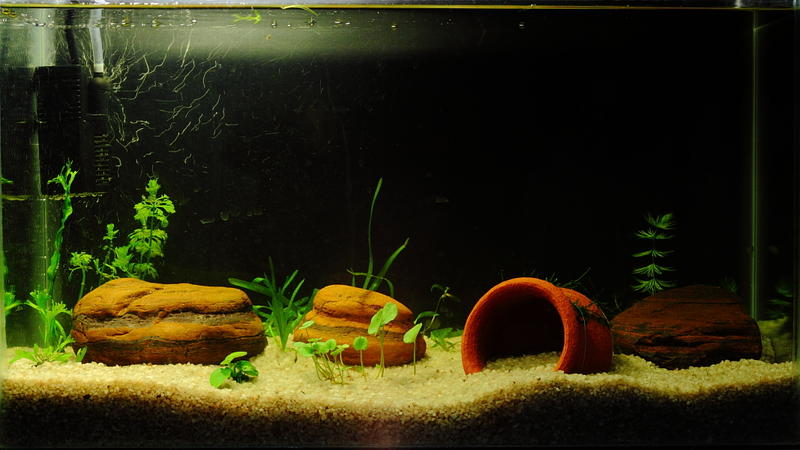 30L Planted Tank Before Excel dosing 30-11-2011.jpg