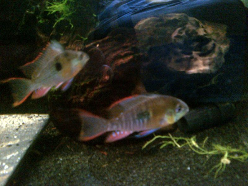 0000 bolivian Alberton-20140102-00627.jpg