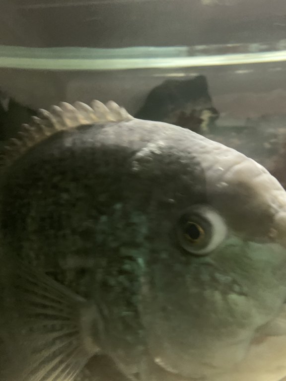 failure with HTH diseases Tropical Aquariums SA