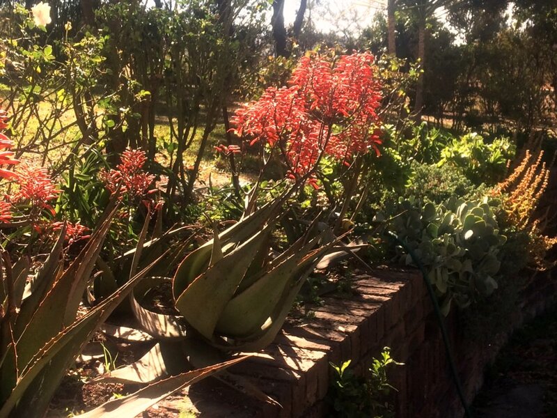 017 aloe.jpg