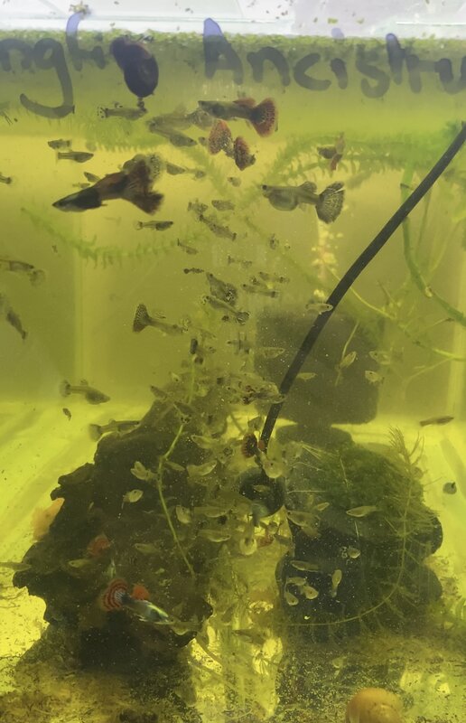 For Sale Dumbo Guppy Pairs Tropical Aquariums SA