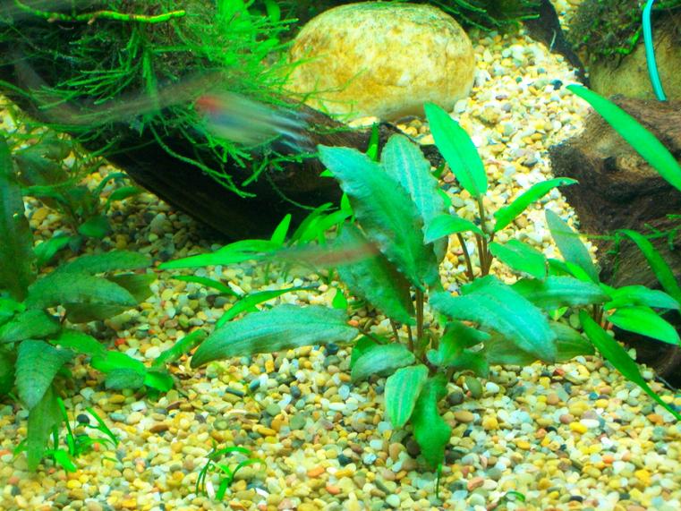 100_0932.jpg