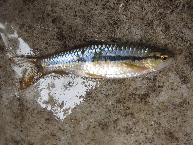 1280px-Cyprinidae_-_???_2.jpg