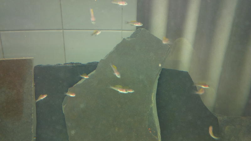 14 cyp fry 20150313.jpg