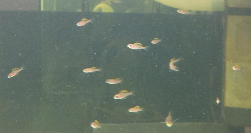 14 cyp fry 20150313 .jpg
