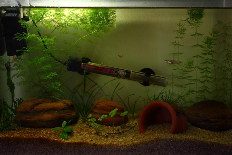 2 30L Tank 06-01-2012.jpg