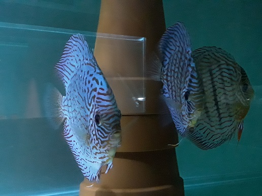 20190704_191903.jpg