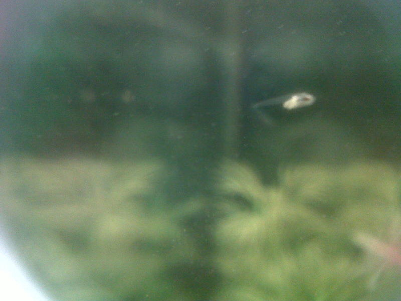 2nd spawn fry.jpg