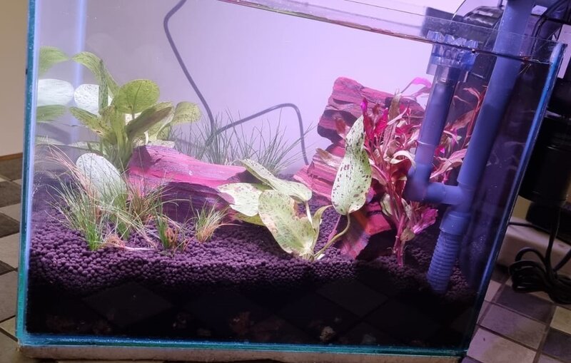 Thinking of starting a new tank - Cichlids | Page 5 | Tropical Aquariums SA - Aquarium Setup For Cichlids With Varying Water Parameters