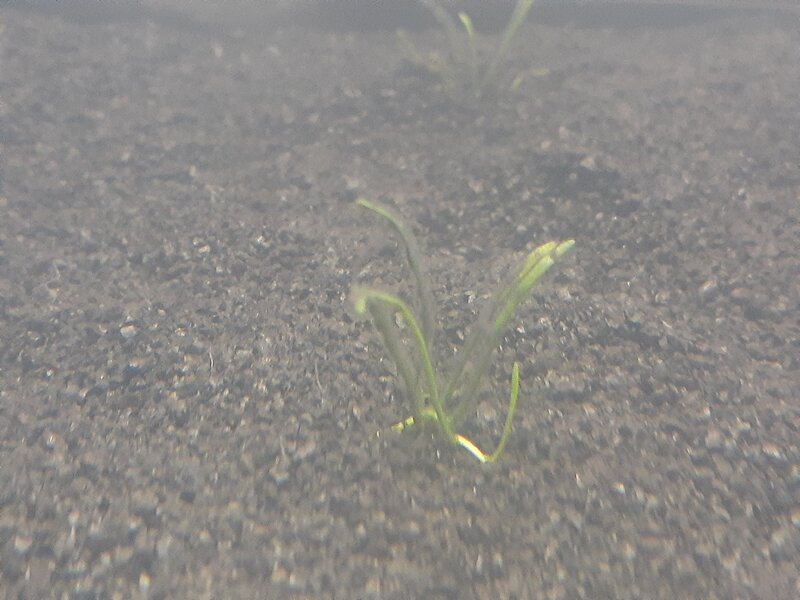 3 week cobra grass.jpg