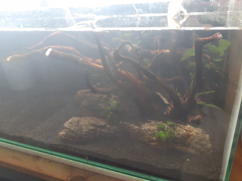 3 weeks wood.jpg