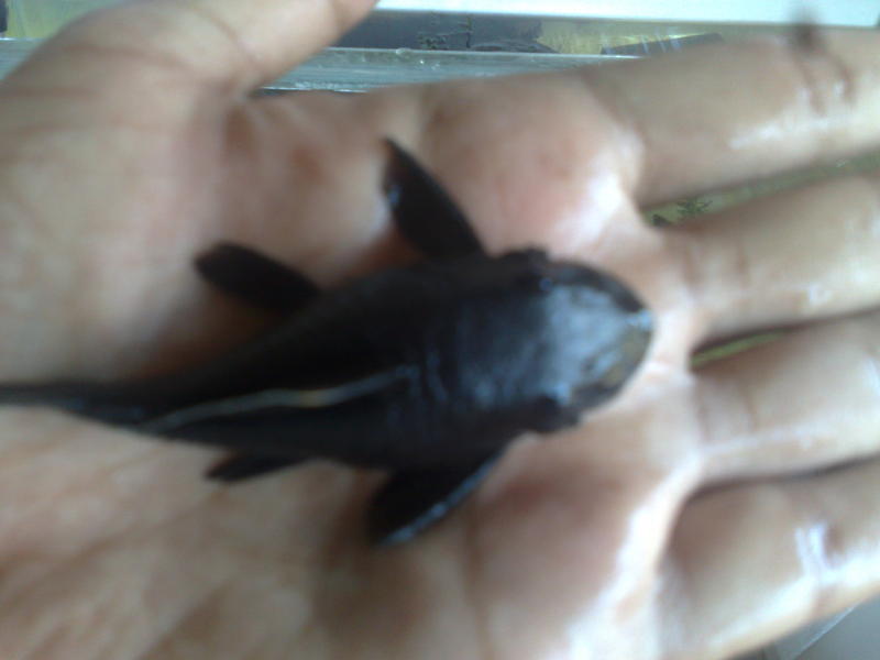 301020101411.jpg