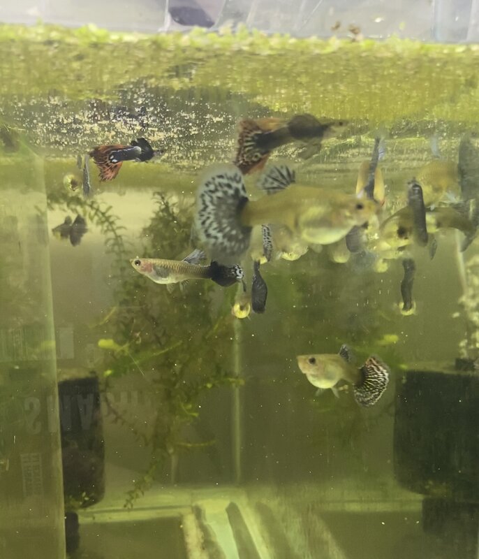 For Sale Dumbo Guppy Pairs Tropical Aquariums SA