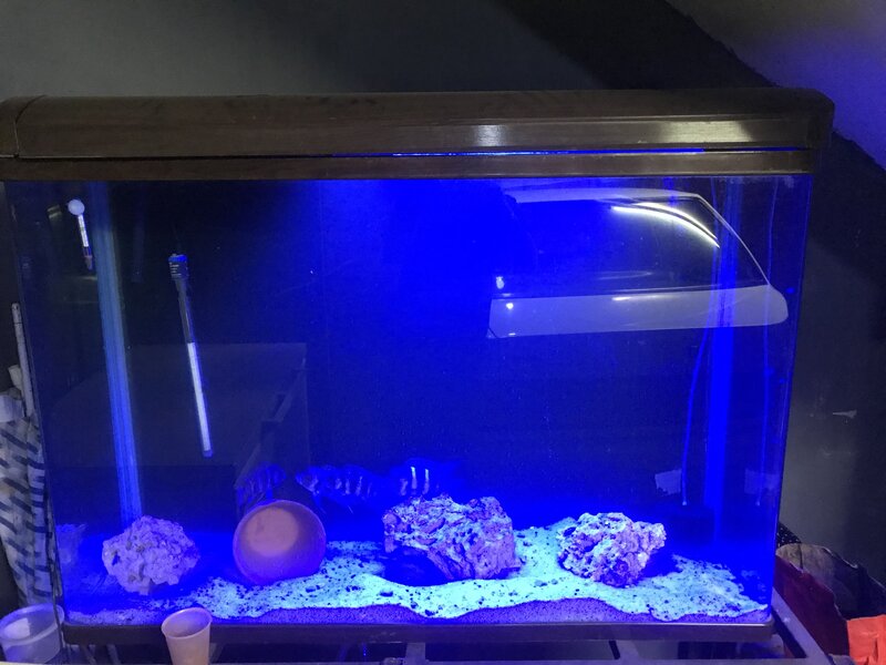 For Sale Boyu curved 1.2m tank R2500 Tropical Aquariums SA