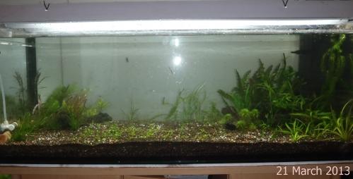 4ft-clear-11.jpg