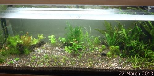 4ft-clear-14.jpg