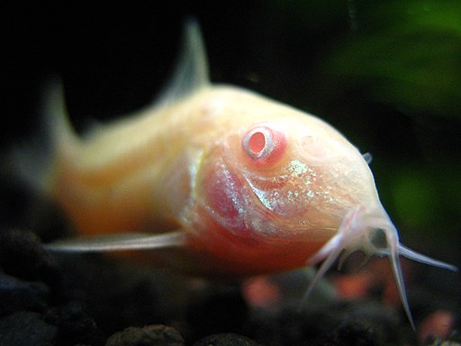 512px-Albino_Cory_Cat.jpg