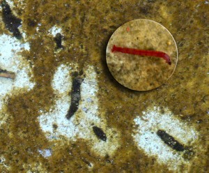 724px-bloodworms-300x248.jpg