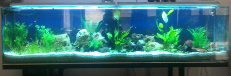 750l aquarium.jpg