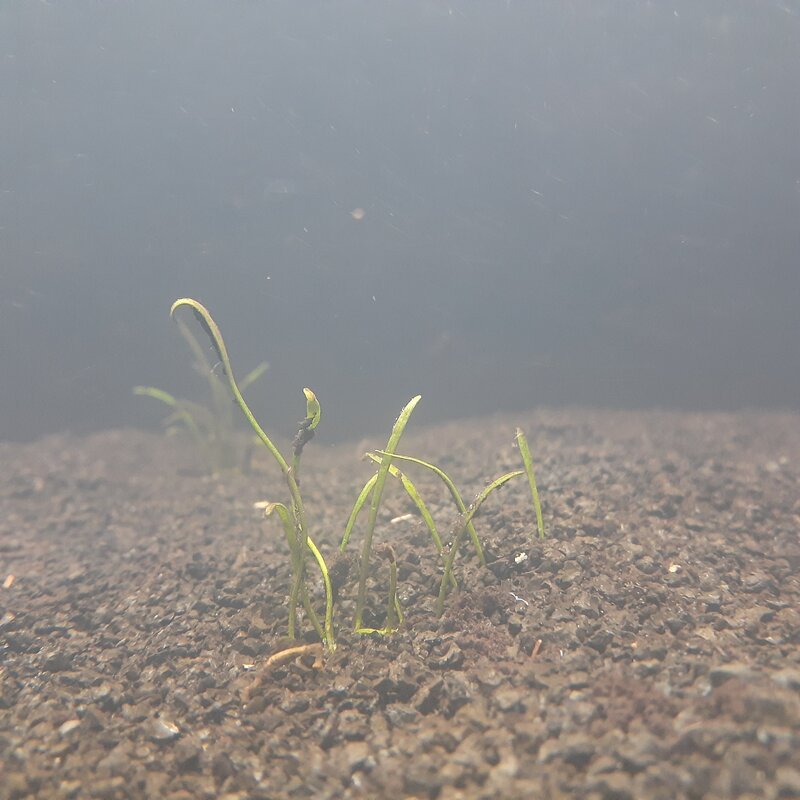 8 weeks cobra 1.jpg