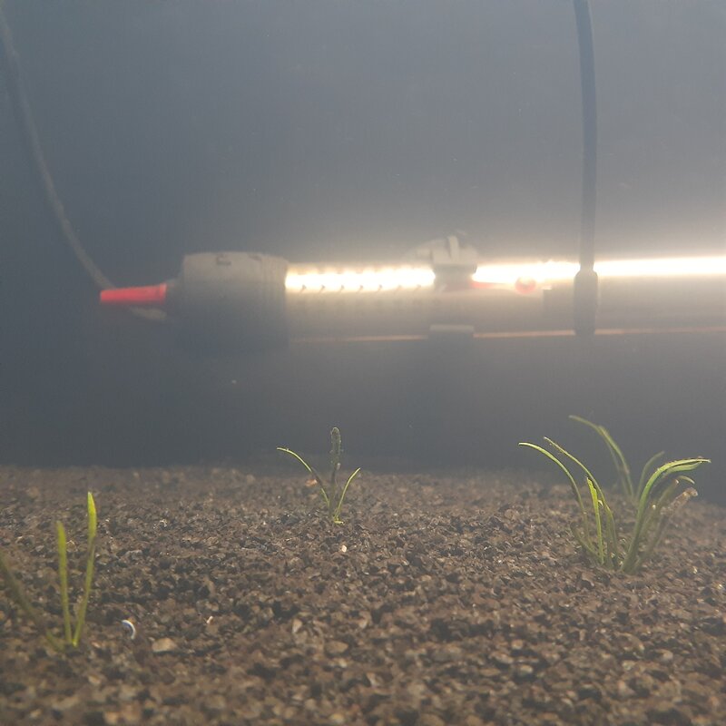 8 weeks cobra 3.jpg
