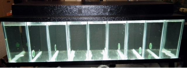 divided betta tank for sale