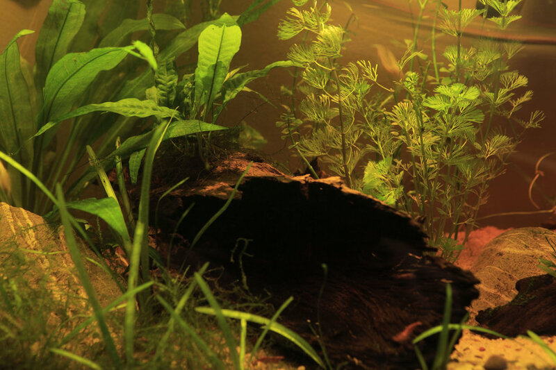 For Sale Full Aquarium With Stock Cape Town Tropical Aquariums SA