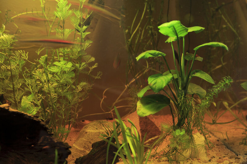 For Sale Full Aquarium With Stock Cape Town Tropical Aquariums SA