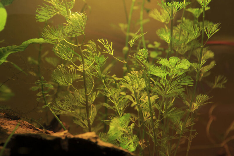 For Sale Full Aquarium With Stock Cape Town Tropical Aquariums SA