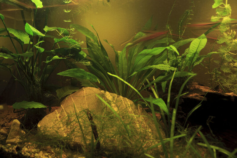 For Sale Full Aquarium With Stock Cape Town Tropical Aquariums SA