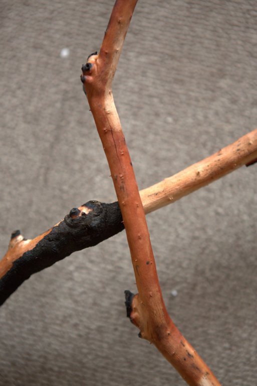 For Sale Full Aquarium With Stock Cape Town Tropical Aquariums SA