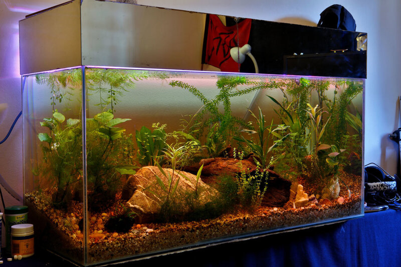 For Sale Full Aquarium With Stock Cape Town Tropical Aquariums SA