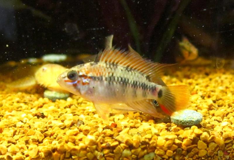 A. viejita eight.jpg