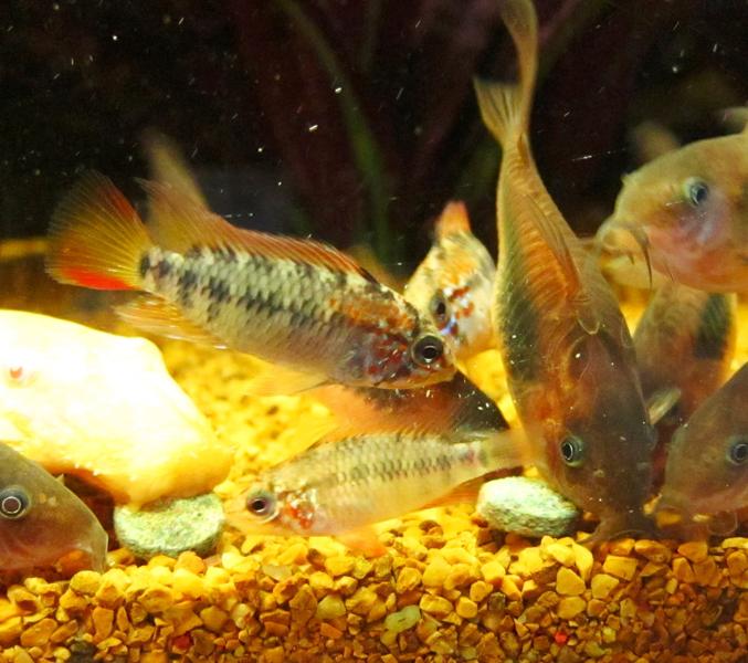 A. viejita five.jpg