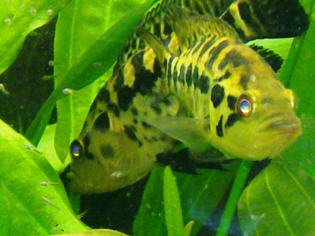 ABCD0012.JPG