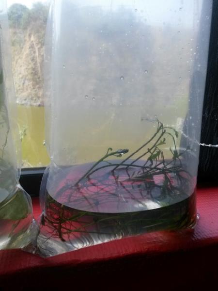 african water fern.jpg