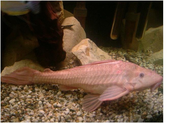 Albino Pleco.JPG
