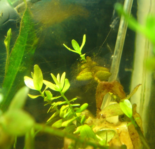 Algae 2.JPG