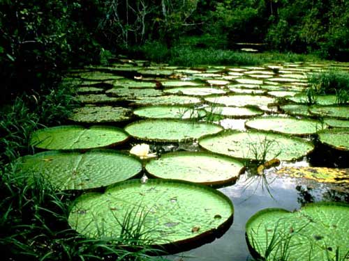 amazonas6[1].jpg