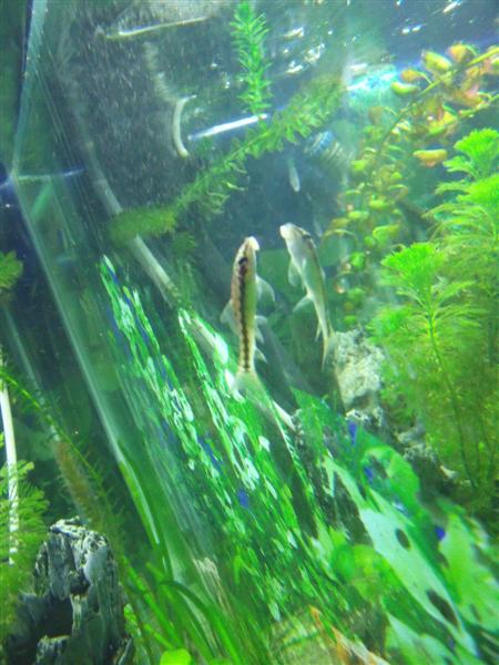 Anemone 020.jpg
