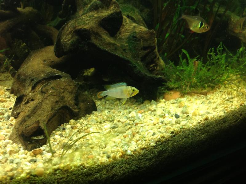 apisto.jpg
