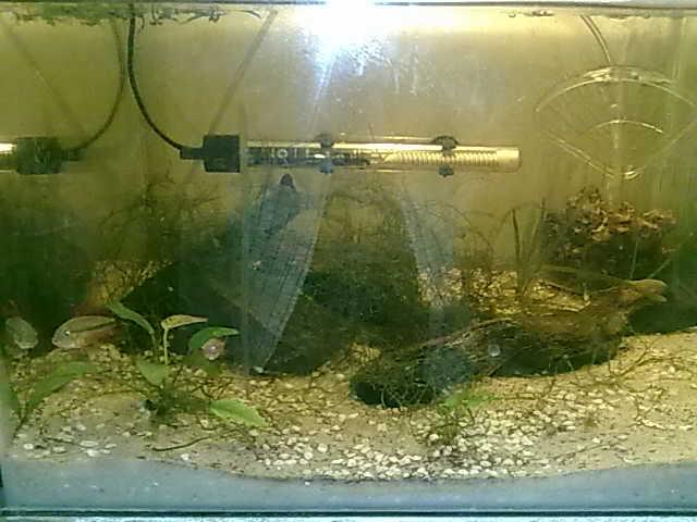 APISTO PAIR 1.JPG
