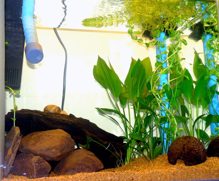 Apisto Tank 3.jpg