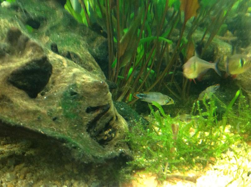 apisto2.jpg