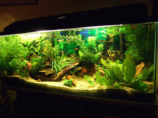 aquarium 4web6569 2  .jpg