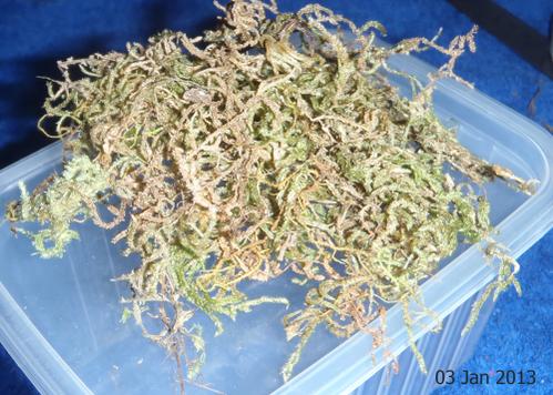 aquarium_plant_substrate_03.jpg
