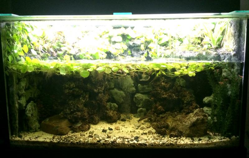 Aquatic section.jpg