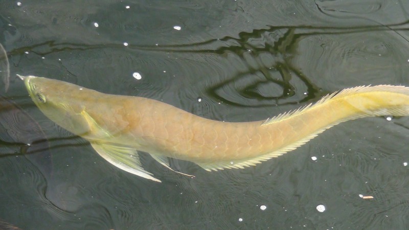 arw02.jpg