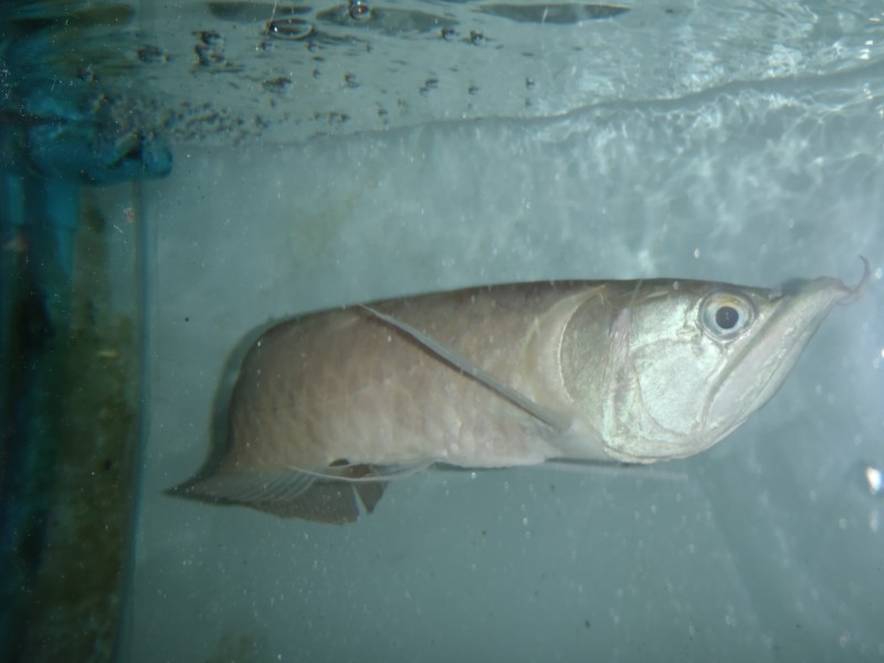 arw03.jpg