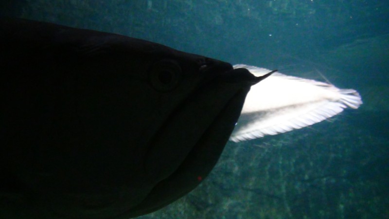 arw04.jpg